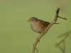 Dunnock
