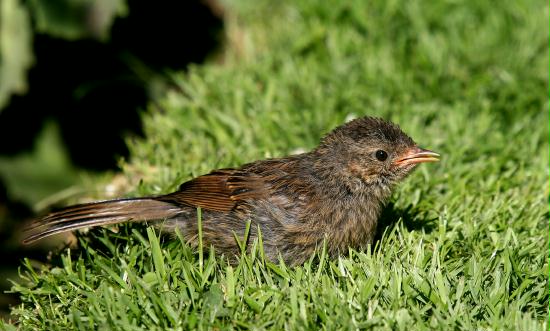 Dunnock <i>Prunella modularis</i>
