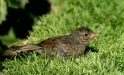 Dunnock
