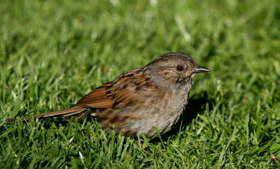 Dunnock <i>Prunella modularis</i>