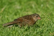 Dunnock