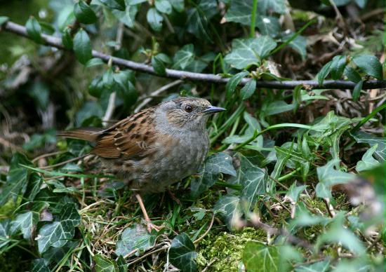 Dunnock <i>Prunella modularis</i>