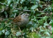 Dunnock