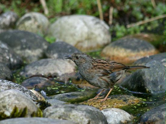 Dunnock <i>Prunella modularis</i>