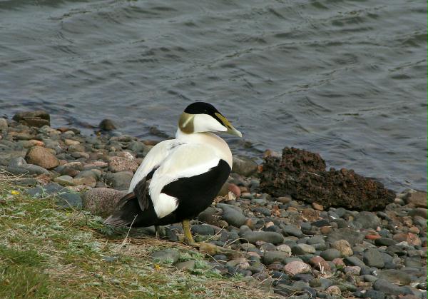 Eider <i>Somateria mollissima</i>