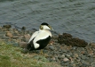 Eider
