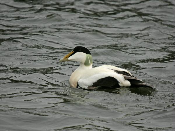Eider <i>Somateria mollissima</i>