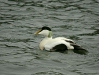 Eider