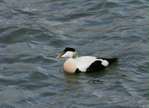 Eider <i>Somateria mollissima</i>
