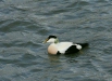 Eider
