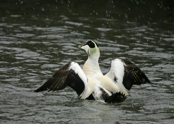 Eider <i>Somateria mollissima</i>