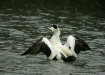 Eider