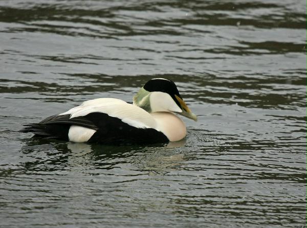 Eider <i>Somateria mollissima</i>