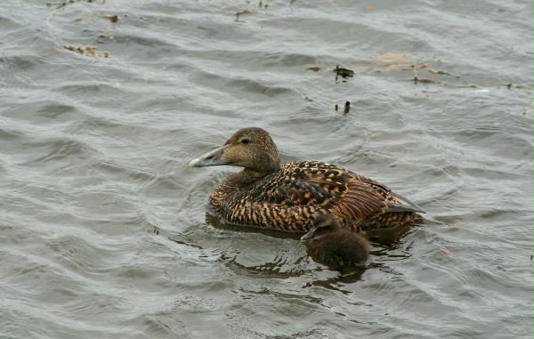 Eider <i>Somateria mollissima</i>