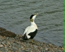 Eider