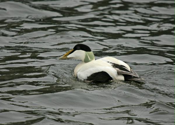 Eider <i>Somateria mollissima</i>