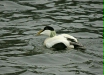 Eider