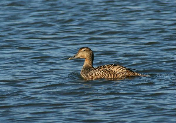 Eider <i>Somateria mollissima</i>