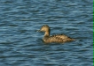 Eider