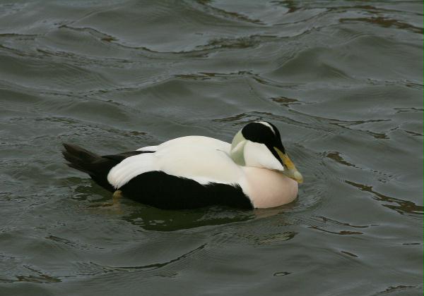 Eider <i>Somateria mollissima</i>