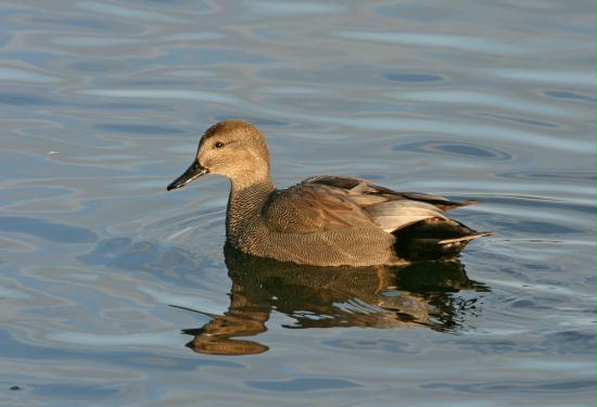 Gadwall <i>Anas strepera</i>