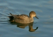 Gadwall