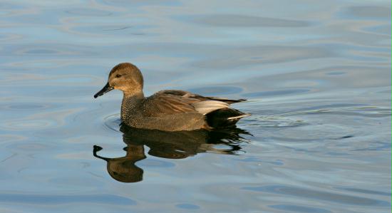 Gadwall <i>Anas strepera</i>