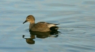 Gadwall