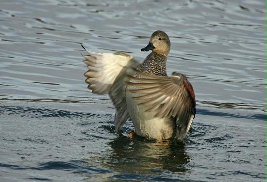 Gadwall <i>Anas strepera</i>