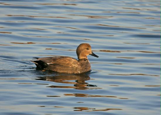 Gadwall <i>Anas strepera</i>