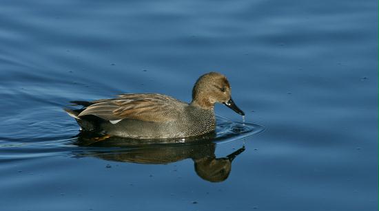 Gadwall <i>Anas strepera</i>