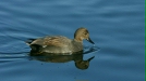 Gadwall