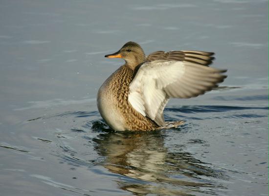 Gadwall <i>Anas strepera</i>