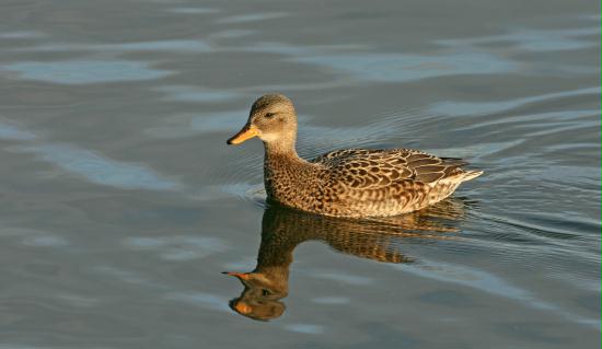Gadwall <i>Anas strepera</i>