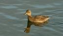 Gadwall