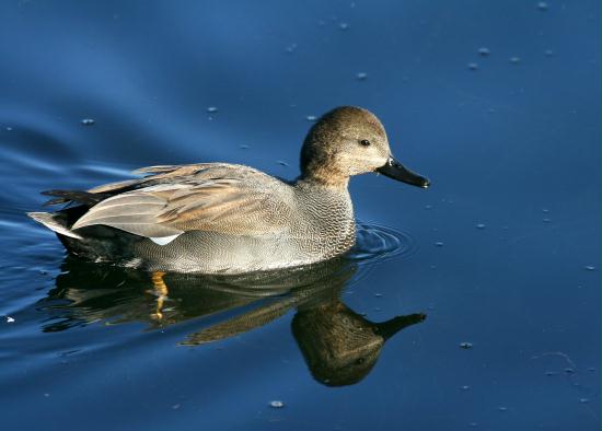 Gadwall <i>Anas strepera</i>