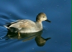 Gadwall