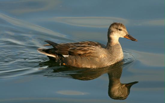 Gadwall <i>Anas strepera</i>