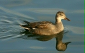 Gadwall