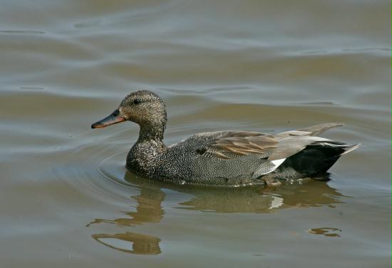 Gadwall <i>Anas strepera</i>