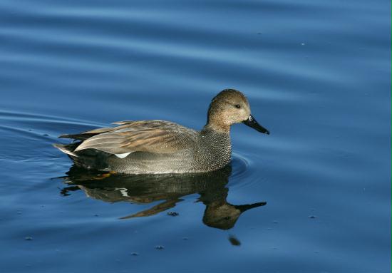Gadwall <i>Anas strepera</i>