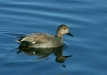 Gadwall