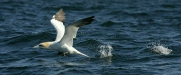 Northern Gannet