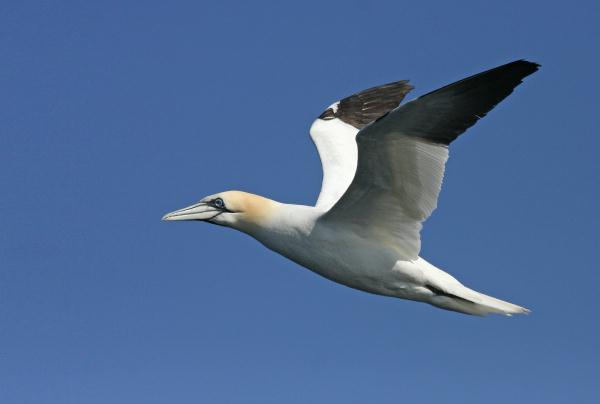 Northern Gannet <i>Morus bassanus</i>