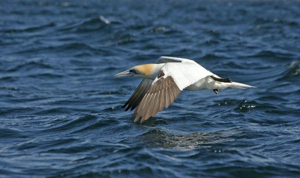 Northern Gannet <i>Morus bassanus</i>