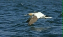 Northern Gannet