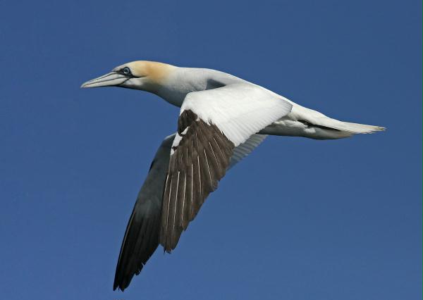 Northern Gannet <i>Morus bassanus</i>