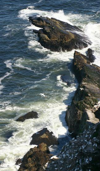 Northern Gannet <i>Morus bassanus</i>