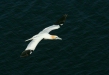 Northern Gannet