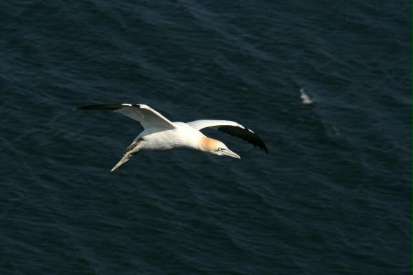 Northern Gannet <i>Morus bassanus</i>